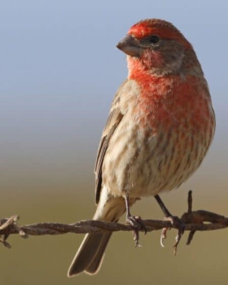 Red Orange Yellow Birds West Virginia
