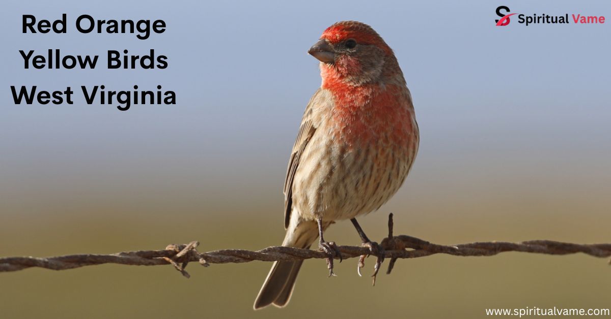 Red Orange Yellow Birds West Virginia