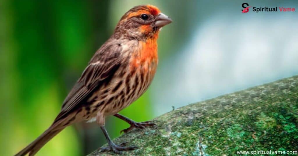 List of 9 Red, Orange & Yellow Birds of West Virginia