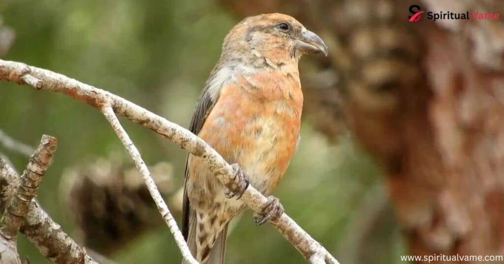 Red Crossbill – (Loxia curvirostra)