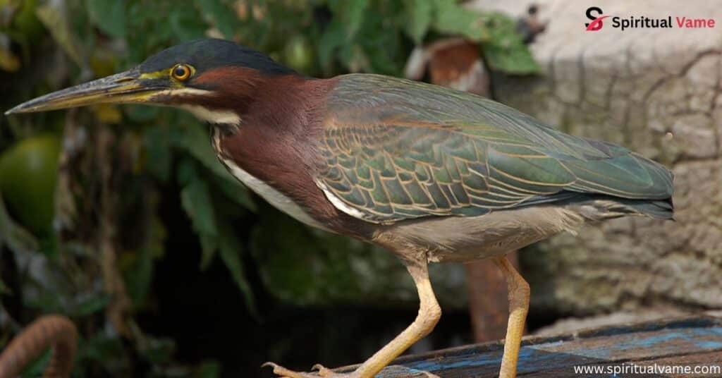 Green Heron