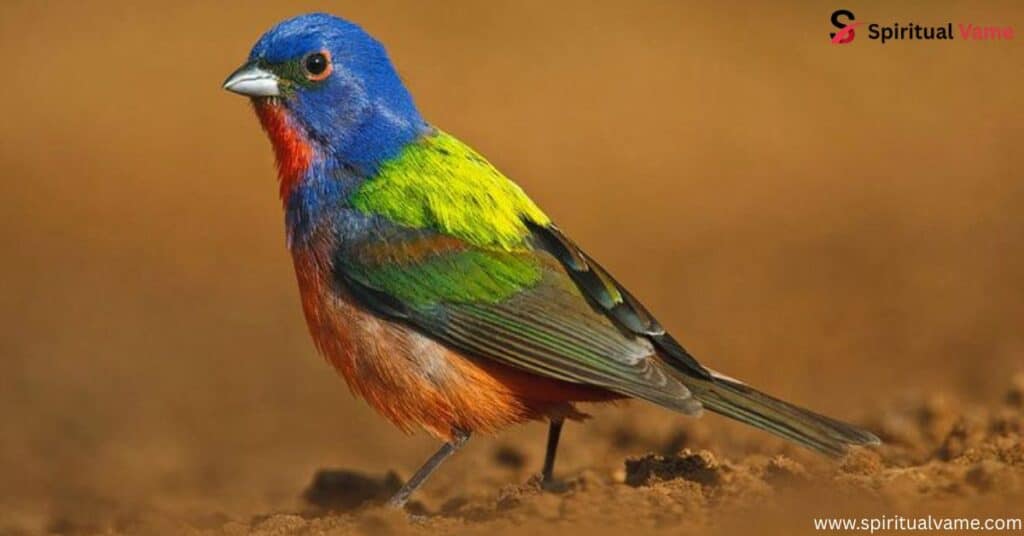 Painted Bunting – (Passerina ciris)