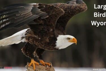 Largest Birds in Wyoming