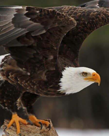 Largest Birds in Wyoming