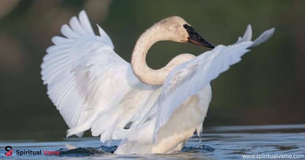 Trumpeter Swan – Cygnus buccinator
