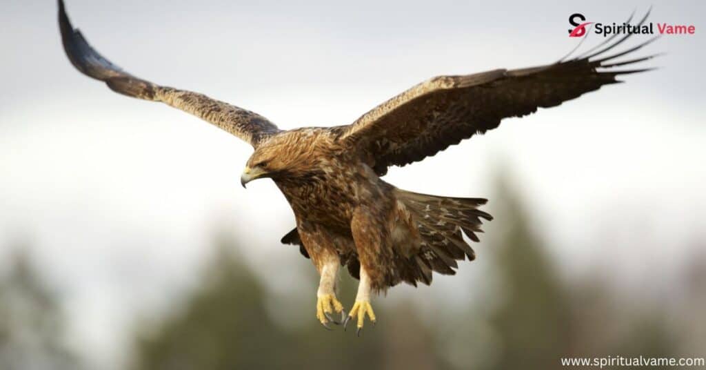 Golden Eagle – Aquila chrysaetos