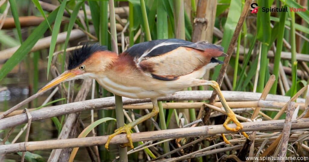 Least Bittern