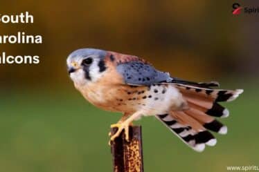 South Carolina Falcons