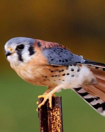 South Carolina Falcons