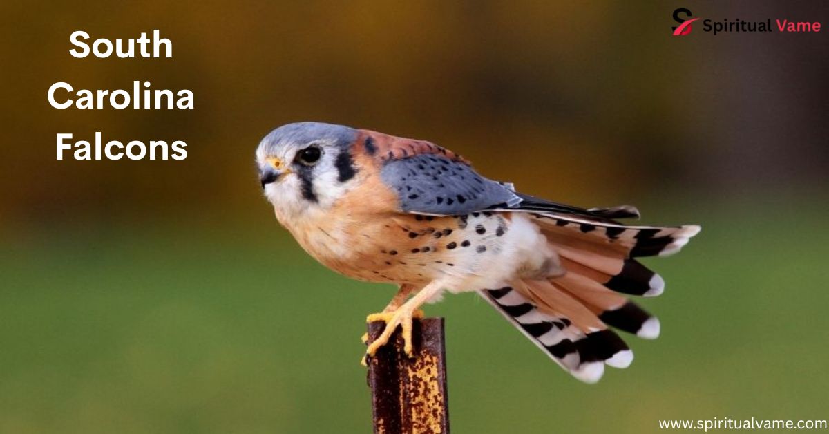 South Carolina Falcons