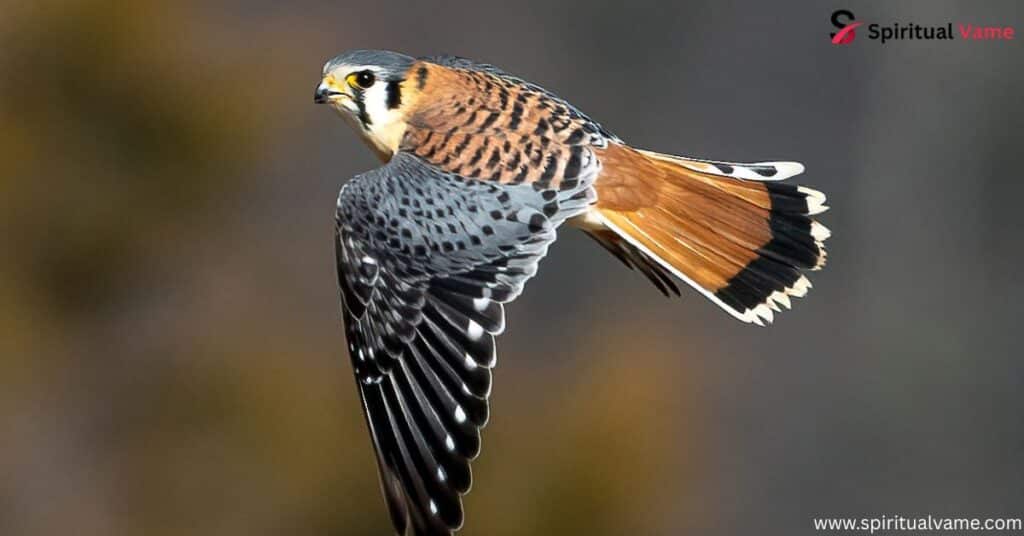 List of 4 South Carolina Falcons