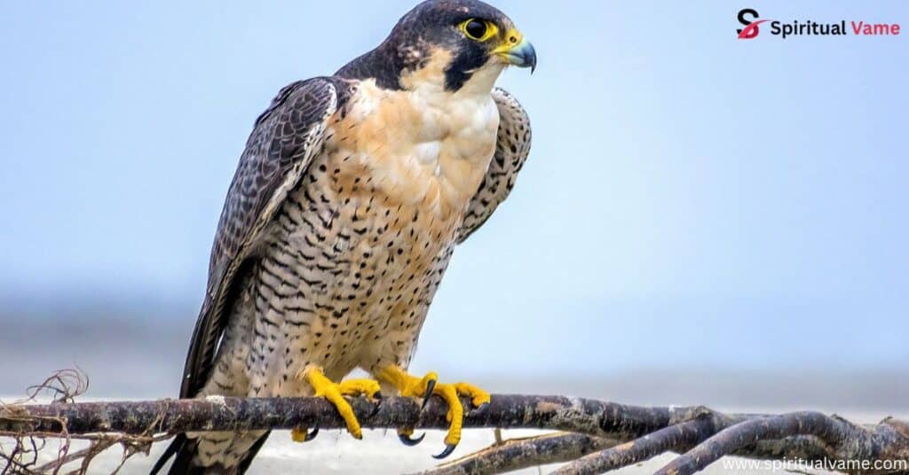 Peregrine Falcon