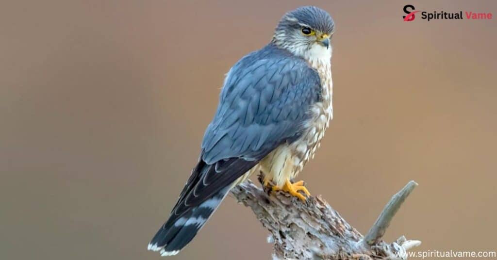 What types of falcons can you find in South Carolina?