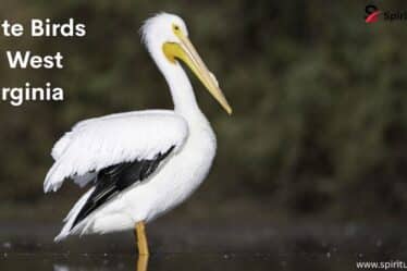 White Birds in West Virginia