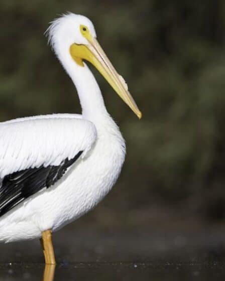 White Birds in West Virginia
