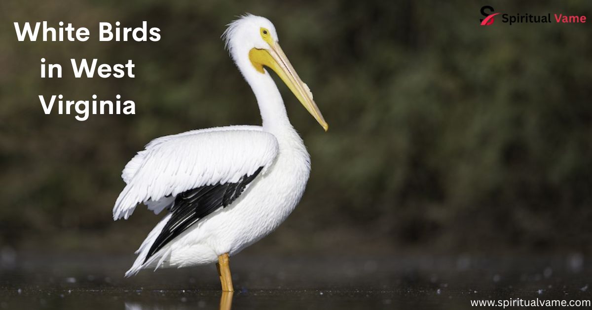 White Birds in West Virginia