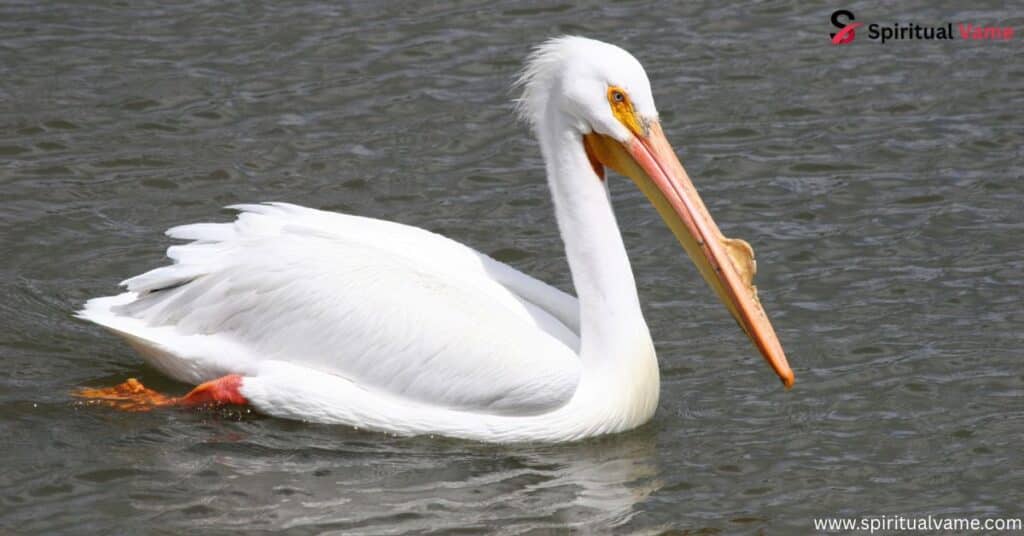 American White Pelican (Pelecanus erythrorhynchos)