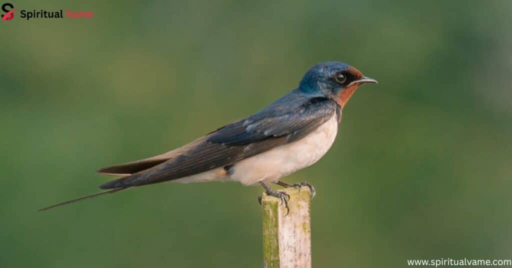 Barn Swallow