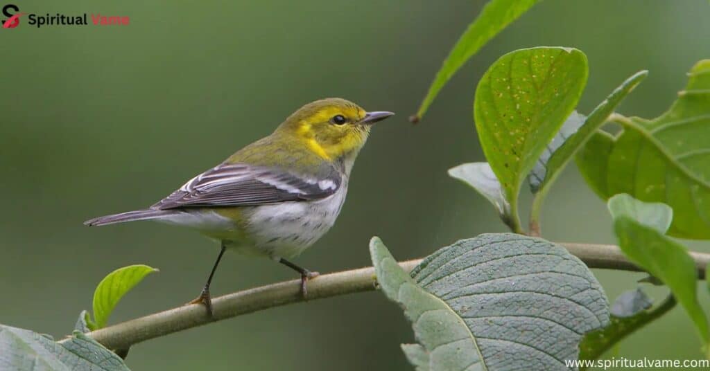  Black-throated Green Warbler 