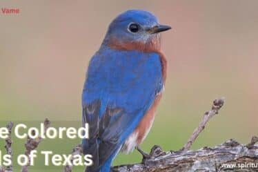 Blue Colored Birds of Texas