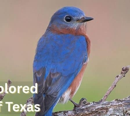 Blue Colored Birds of Texas
