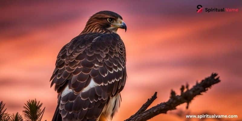 Hawk Spiritual Meaning