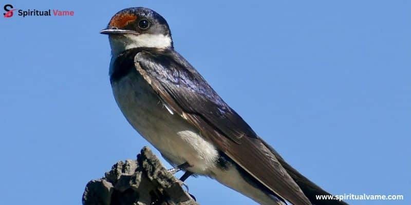 Barn Swallow