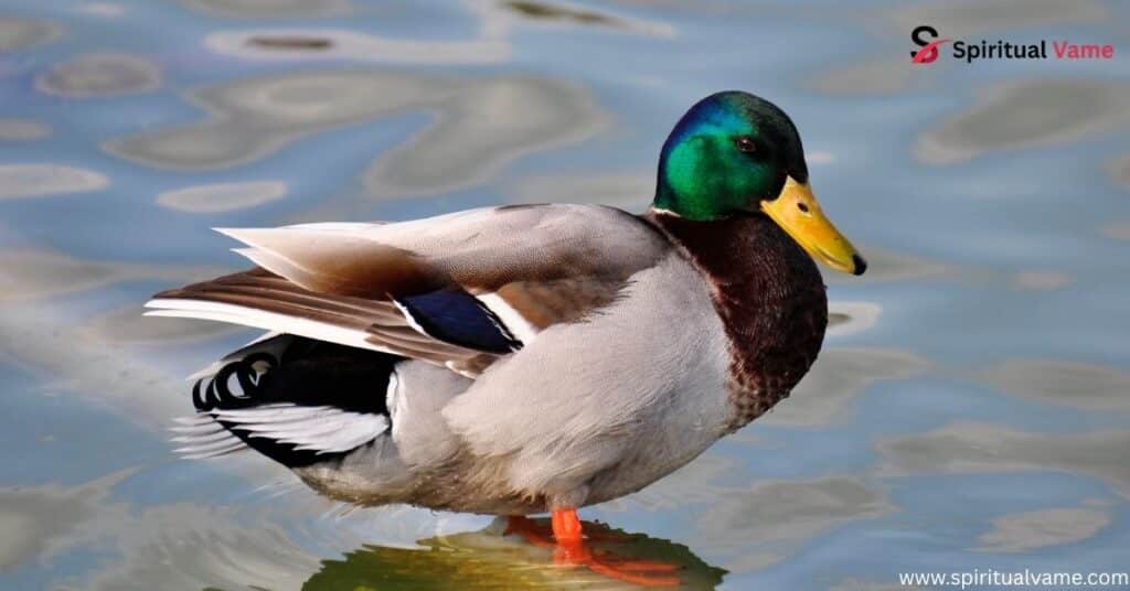 Mallard