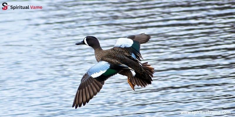 Blue-winged Teal