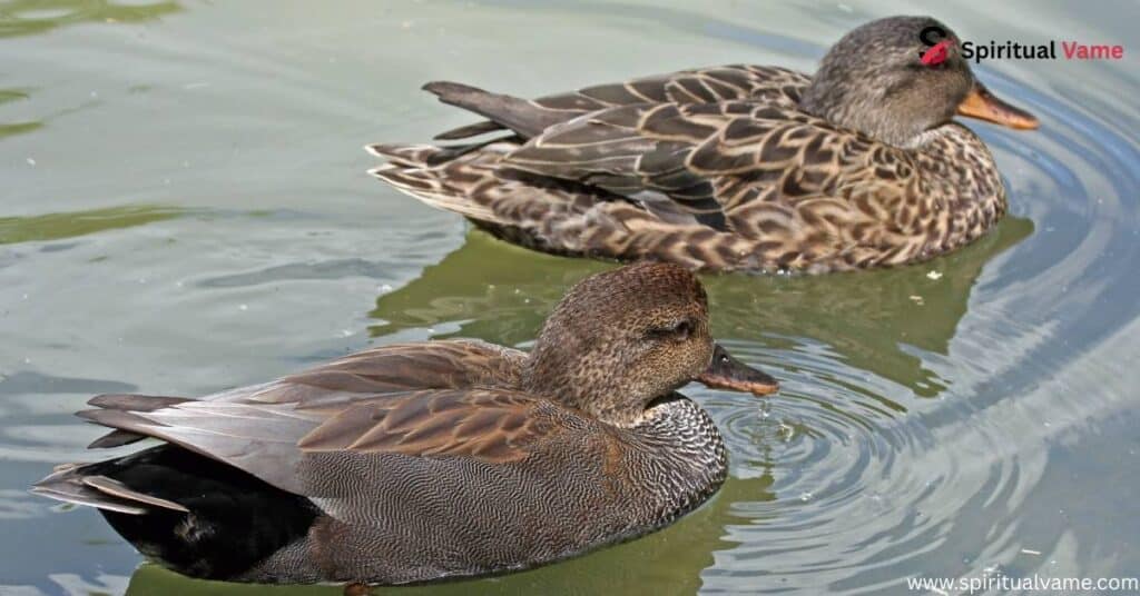 Gadwall