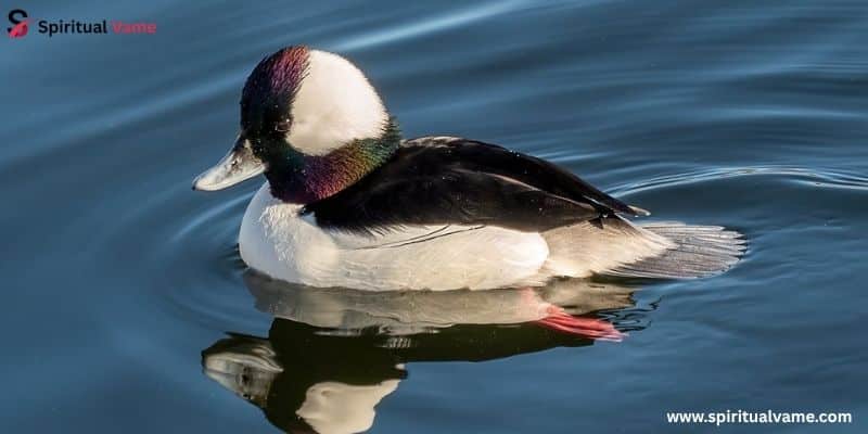 Bufflehead