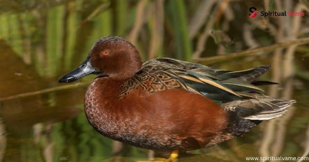 Cinnamon Teal