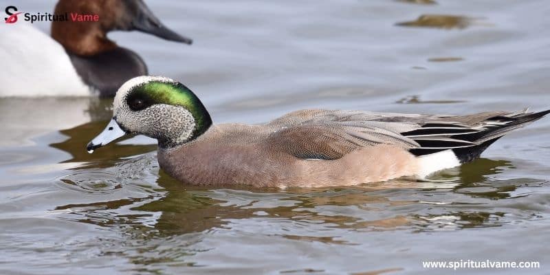 American Wigeon