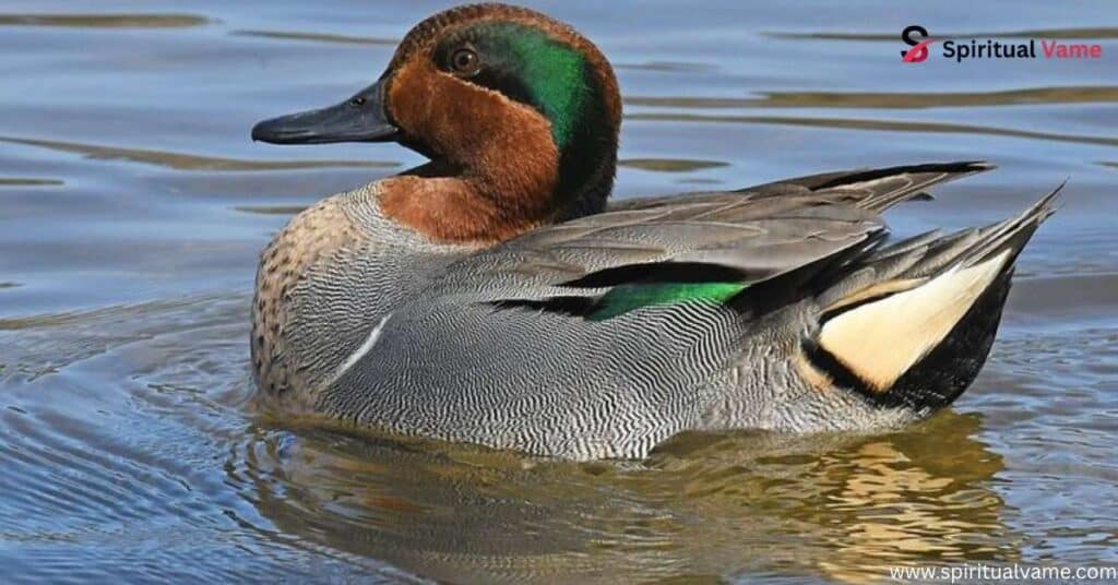 Green-winged Teal