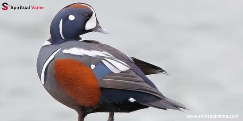 Harlequin Duck