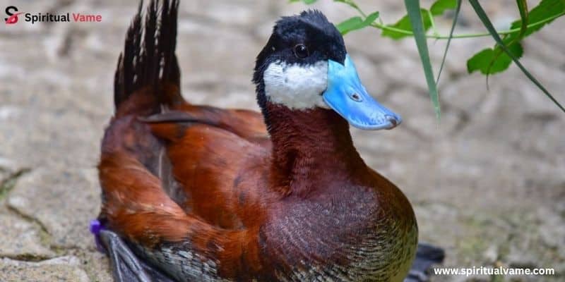 Ruddy Duck