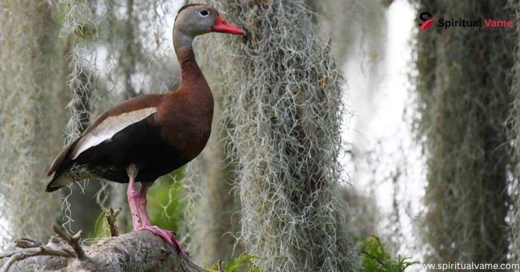 Black-bellied Whistling-Duck