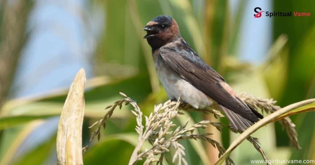 Cliff Swallow