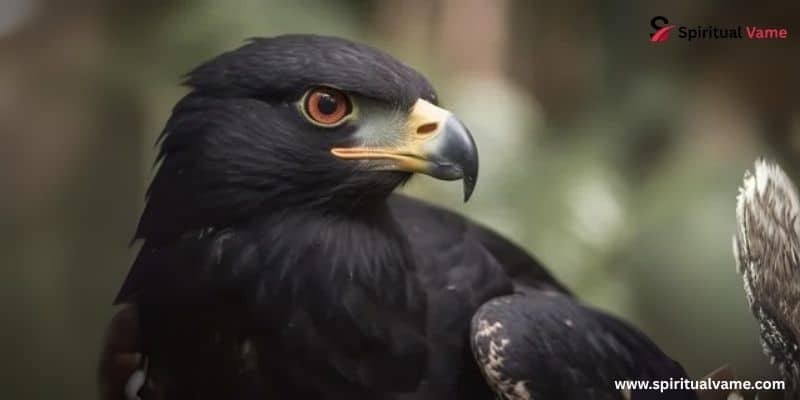 Hawk Spiritual Meaning
