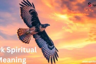Hawk Spiritual Meaning