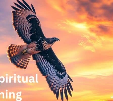 Hawk Spiritual Meaning