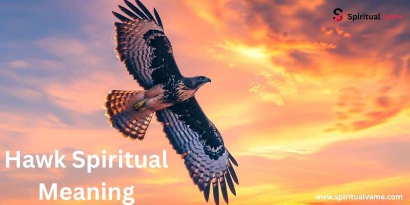Hawk Spiritual Meaning