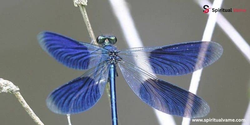 Blue Dragonfly Spiritual Meaning