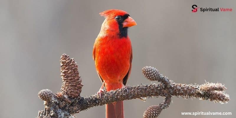 Cardinal Tapping on Window
