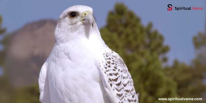 Hawk Spiritual Meaning