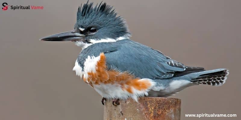 Belted Kingfisher