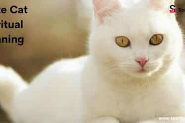 White Cat Spiritual Meaning