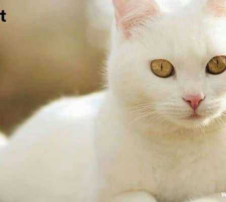 White Cat Spiritual Meaning