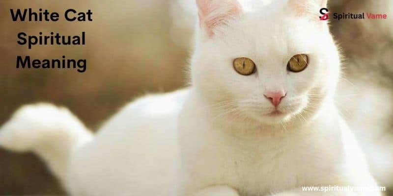 White Cat Spiritual Meaning
