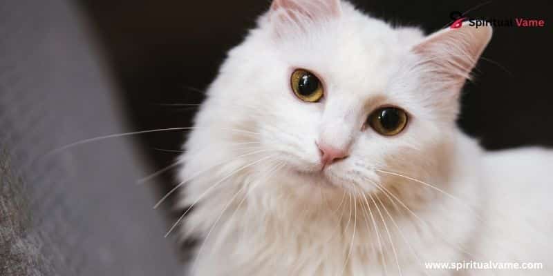 White Cat Spiritual Meaning and Symbolism